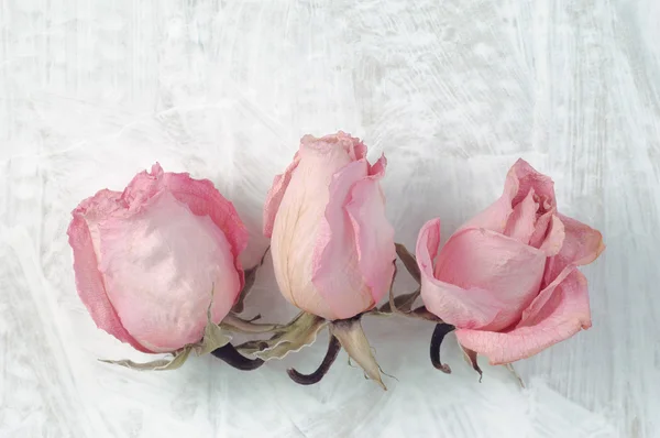 Three dried rose heads on white painted background