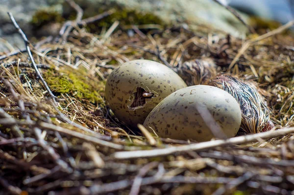 Gull chicks hatch from eggs