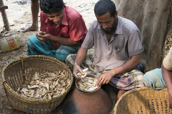 Sylhet, India - March 29, 2016: Production of fermented fish (marine) mainly bashparta at the bank of Surma river