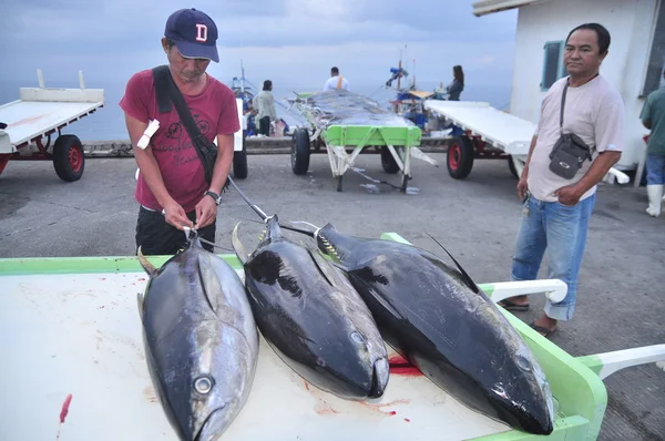 General Santos, Philippines - September 5, 2015: An expert is checking the quality of tuna at the dock