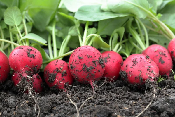 Red fresh radish on the ground in the garden