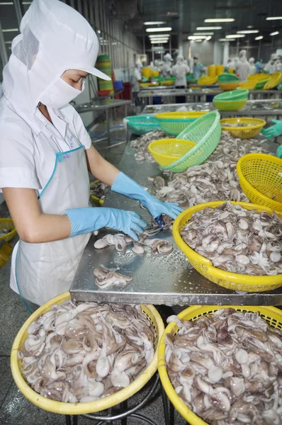 A woman worker is classifying octopus for export in a seafood processing factory