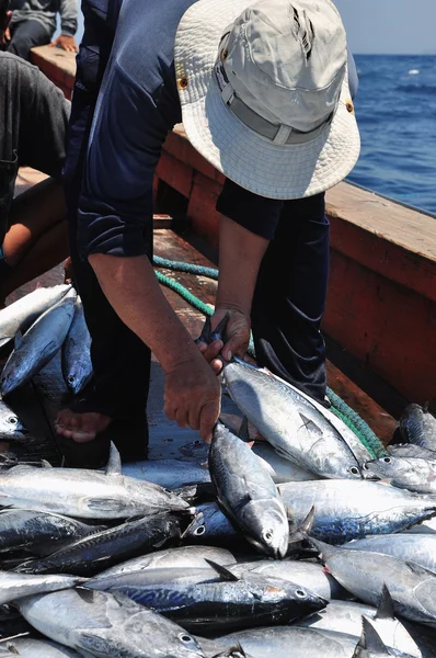 A bumper catch of tuna fish