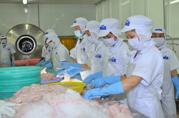 Tien Giang, Vietnam - March 2, 2013: Workers are testing the color of pangasius fish in a seafood processing plant in Tien Giang, a province in the Mekong delta of Vietnam