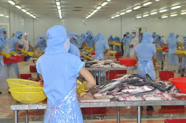 Tien Giang, Vietnam - March 2, 2013: Workers are filleting pangasius fish in a seafood processing plant in Tien Giang, a province in the Mekong delta of Vietnam