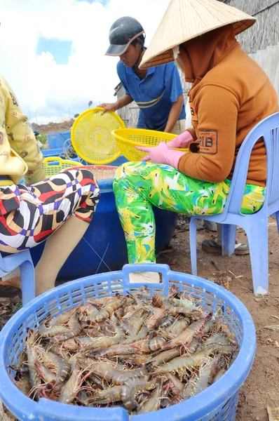 Bac Lieu, Vietnam - November 22, 2012: Vietnamese farmers are grading shrimps after harvesting from their pond before selling to processing plants in Bac Lieu city