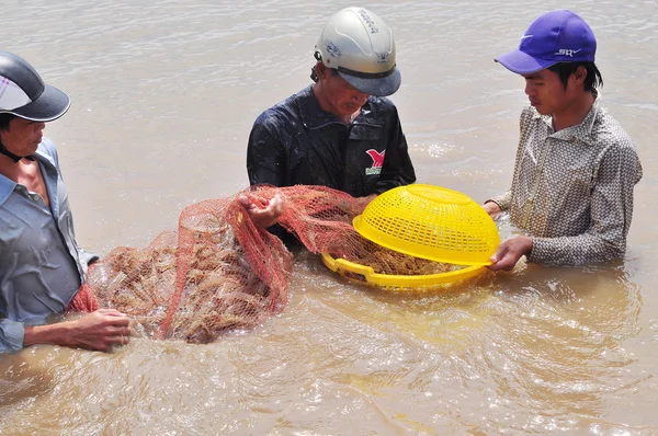 Bac Lieu, Vietnam - November 22, 2012: Fishermen are harvesting shrimp from their pond by fishing nets in Bac Lieu city