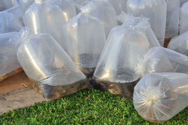 Ho Chi Minh city, Vietnam - April 24, 2015: Fishes are kept in plastic bags preparing to be released in the Saigon river in the National Fisheries day in Vietnam