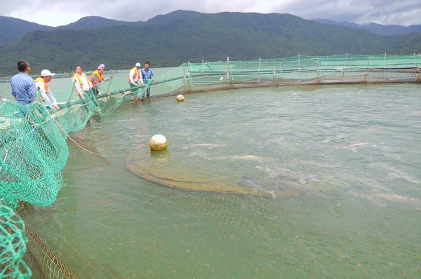 Lam Dong, Vietnam - September 2, 2012: The farming sturgeon fish in cage culture in Tuyen Lam lake. Several species of sturgeons are harvested for their roe, which is made into caviar, a luxury food
