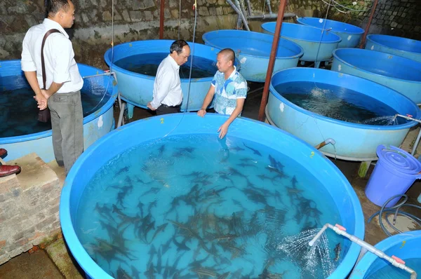 Lam Dong, Vietnam - May 5, 2012: A sturgeon hatchery is being introduced to farmers in Tuyen Lam lake, Da Lat city