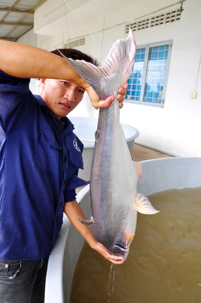 Can Tho, Vietnam - June 21, 2013: A worker is showing a Vietnamese catfish or pangasius broodstock in a hatchery farm in Can Tho city.