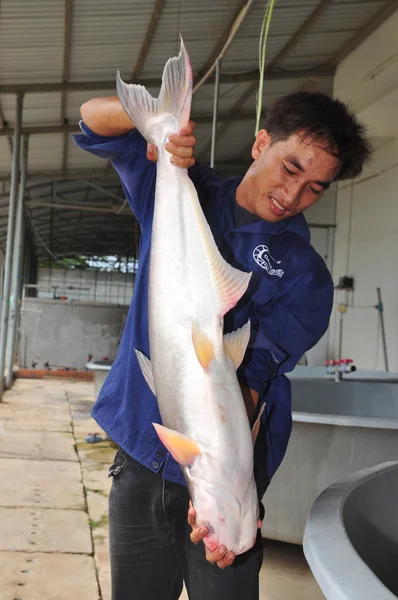 Can Tho, Vietnam - June 21, 2013: A worker is showing a Vietnamese catfish or pangasius broodstock in a hatchery farm in Can Tho city.