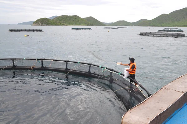 Nha Trang, Vietnam - June 23, 2013: Feeding barramundi fish in cage culture in the Van Phong bay in Vietnam