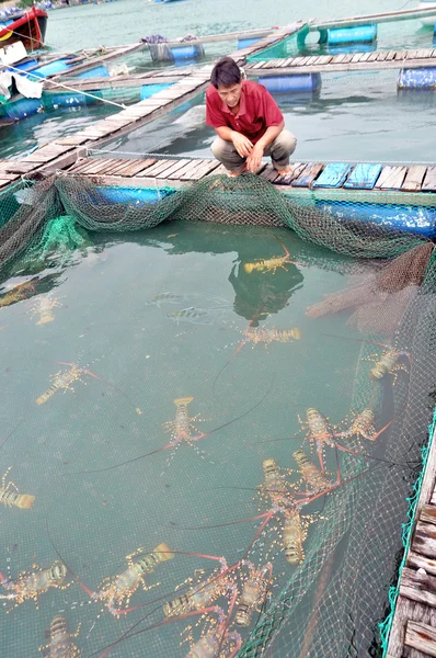 Phu Yen, Vietnam - December 21, 2011: A farmer is looking at his lobster cage farming in the bay of Vung Ro