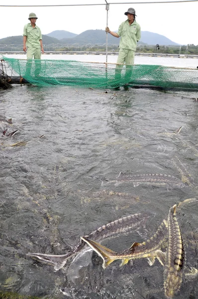 Lam Dong, Vietnam - September 2, 2012: Workers are feeding the farming sturgeon fish in cage culture in Tuyen Lam lake