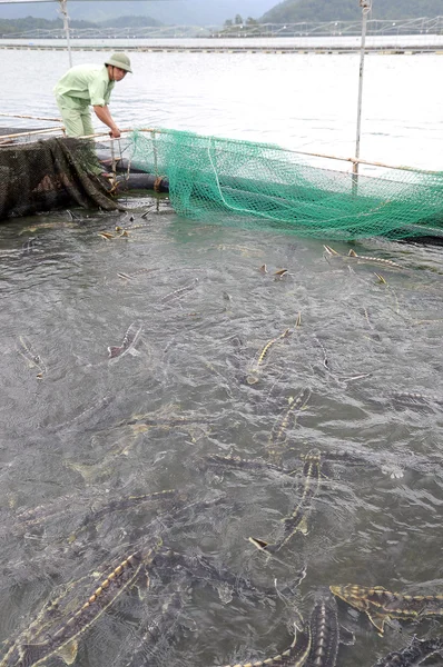 Lam Dong, Vietnam - September 2, 2012: Workers are feeding the farming sturgeon fish in cage culture in Tuyen Lam lake