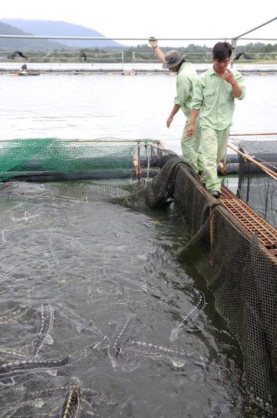 Lam Dong, Vietnam - September 2, 2012: Workers are feeding the farming sturgeon fish in cage culture in Tuyen Lam lake