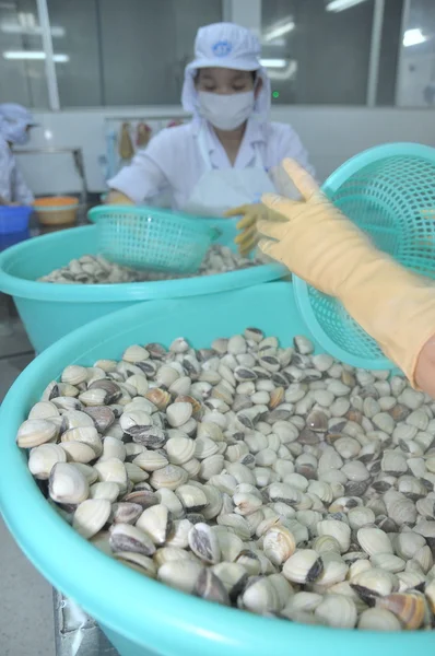Tien Giang, Vietnam - September 11, 2013: Clams are being washed and packaged in a seafood processing plant in Tien Giang, a province in the Mekong delta of Vietnam