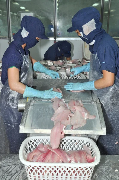 An Giang, Vietnam - September 12, 2013: Workers are filleting of pangasius catfish in a seafood processing plant in An Giang, a province in the Mekong delta of Vietnam