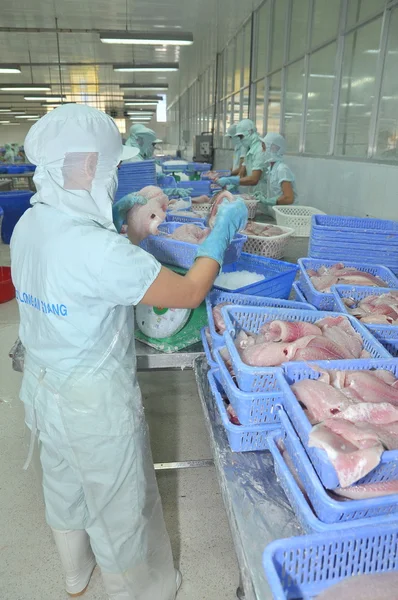 An Giang, Vietnam - September 12, 2013: Workers are weighing of pangasius catfish fillet in a seafood processing plant in An Giang, a province in the Mekong delta of Vietnam