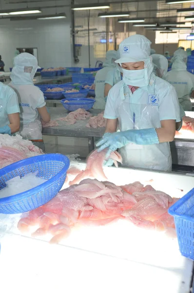 An Giang, Vietnam - September 12, 2013: Workers are testing the color quality of pangasius fish fillets in a seafood processing plant in An Giang, a province in the Mekong delta of Vietnam