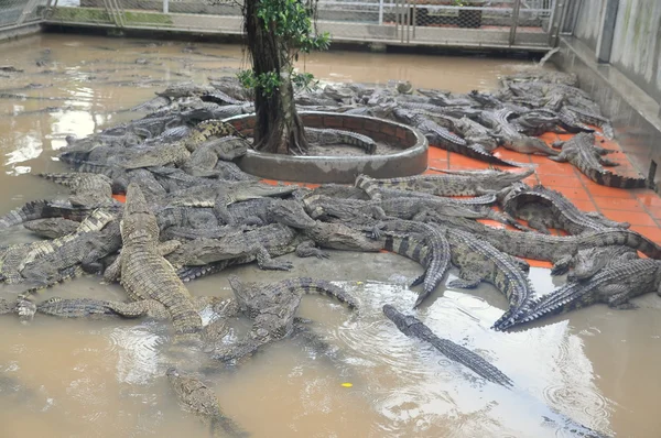 An Giang, Vietnam - September 12, 2013: Crocodiles are grown for meats, skins and for entertaining travelers and tourists in a farm in An Giang, a province in the Mekong delta of Vietnam