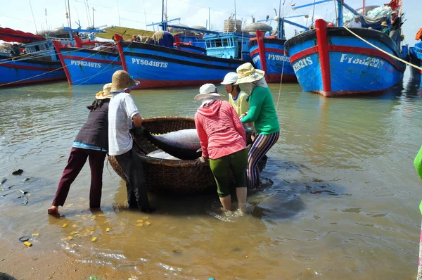 Phu Yen, Vietnam - February 28, 2012: Local fishermen are transporting tuna fish from their vessels to the stretcher and bring it to the testing house in Tuy Hoa seaport