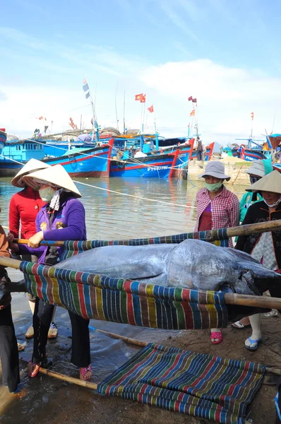 Phu Yen, Vietnam - February 28, 2012: Local fishermen are transporting tuna fish from their vessels to the stretcher and bring it to the testing house in Tuy Hoa seaport