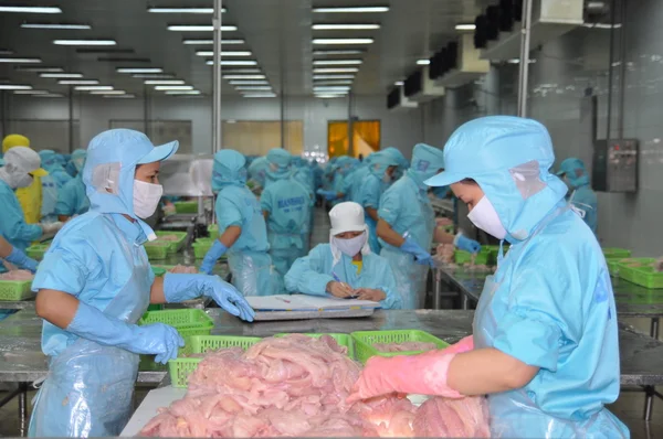 Can Tho, Vietnam - July 1, 2011: Workers are working in the processing line of pangasius catfish in a seafood factory in the Mekong delta of Vietnam