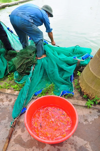 Cu Chi, Vietnam - August 5, 2011: Workers are catching Koi fish broodstocks from ponds to tanks