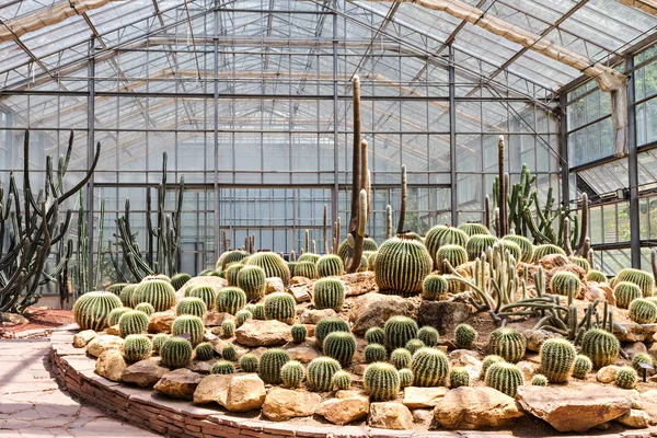 Cactus in the greenhouse