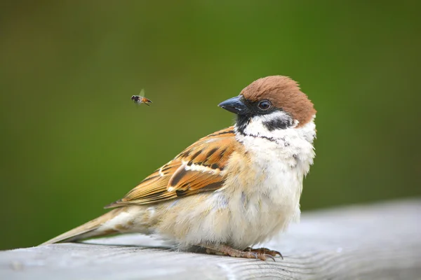Sparrow birds fly hunting