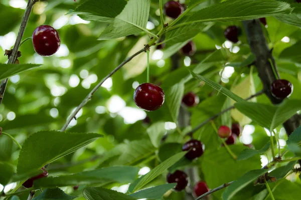 Ripe cherry berries on the tree