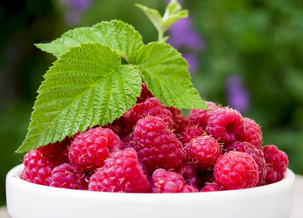 A plate full of fresh ripe raspberries with green leaf raspberry