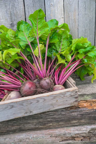 Fresh beets from the garden