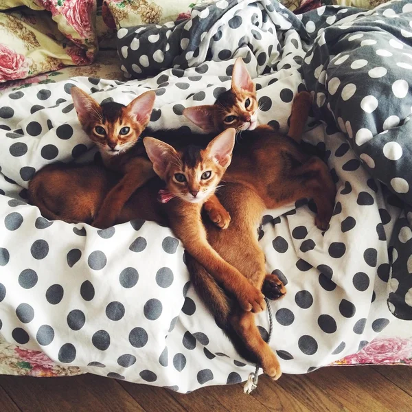 Cute kittens in bed