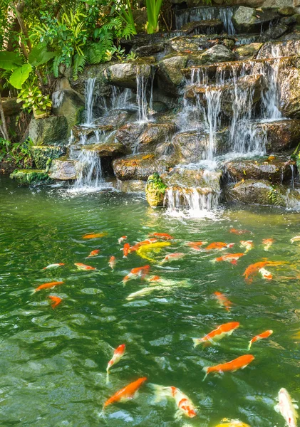 Koi carp fish in the pond of Phuket Botanical Garden