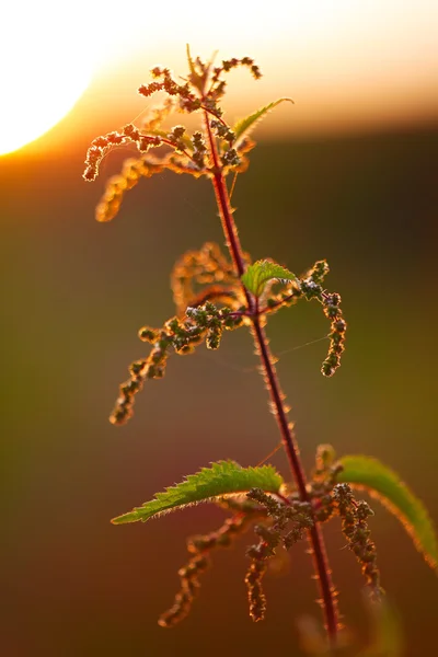 Nettle plant against the light in the sunset light