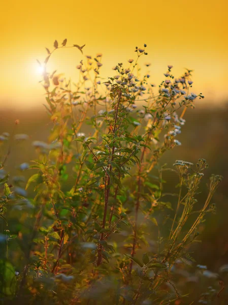 Nettle  plant and daisies against the light in the sunset light