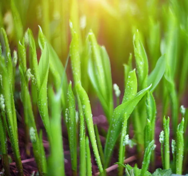 Macro green shoots of lily of the valley in garden