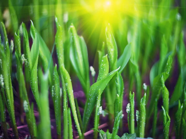 Macro green shoots of lily of the valley in garden