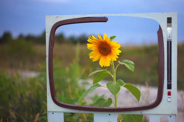 Lone sunflower in a field framed