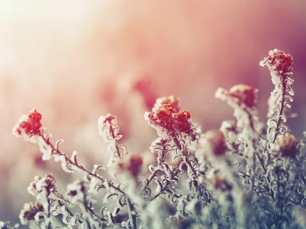 Frozen flowers at sunset