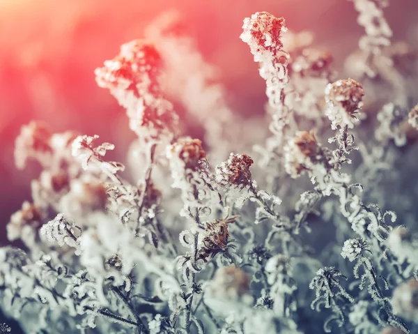 Frozen flowers at sunset