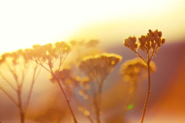 Silhouette of dried flowers and plants on a background sunset