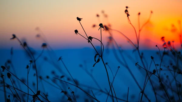 Silhouette of dried flowers and plants on a background sunset