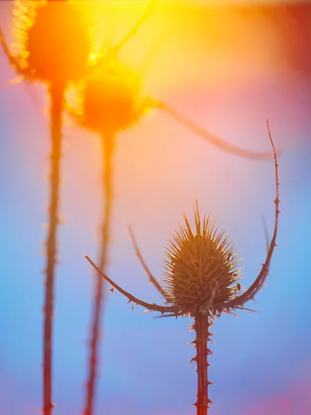 Abstract thistle Silhouette at sunset