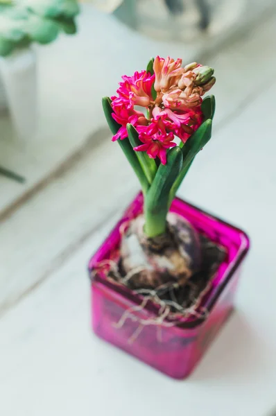 Spring red hyacinth flowers bulb in pink glass pot on rustic white wooden background, still life and gardening hobby