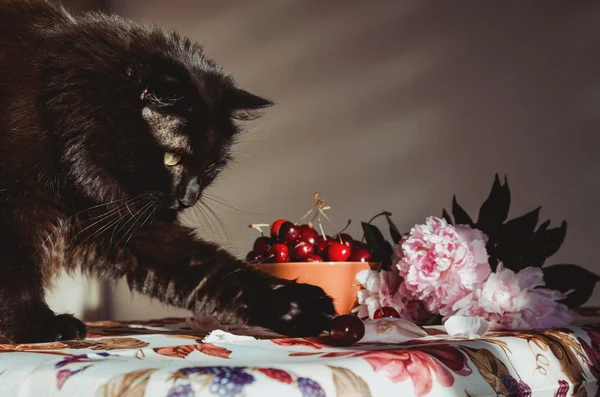 Fluffy black cat playing with red berries on table, vintage tablecloth, print fruit and blossom floral. Animal male steals cherry from the orange bowl. Still life, rustic background sunlight pink