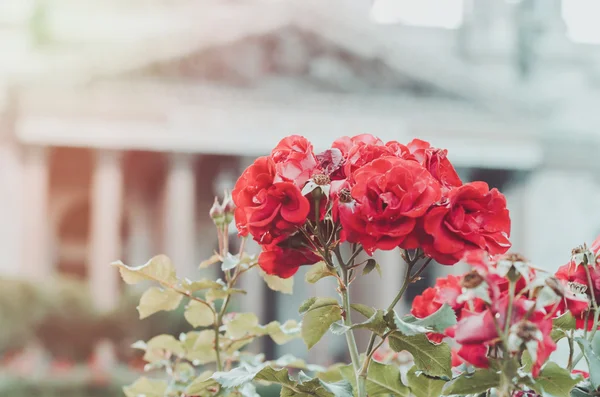Blurred floral abstract background. Wallpaper bloom park, flowering garden. Red english roses flowers bokeh, spring summer season. Nature concept in city . Place for text, copy space. Fine art color